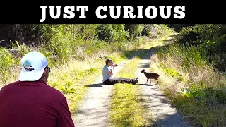 WORLD'S SMALLEST DEER, MEET THE PUDU - Van Life Chile