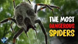 10 Most Venomous Spiders in the World