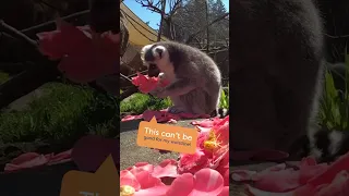These lemurs love munching on flowers! 🌷😋 #animals #pets #cute #shorts