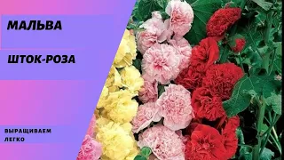 Мальва или Шток-роза. Сеем семена, ухаживаем и выращиваем вместе.