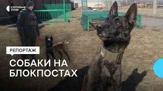 Як собаки несуть службу на блокпостах Сум