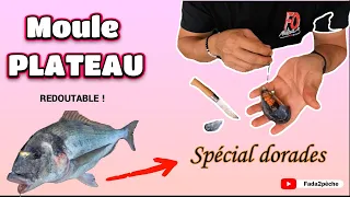 Montage pêche moule plateau dorade, REDOUTABLE !!!