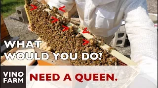 Filled With Swarm Cells - Italian Hive Needs a Queen