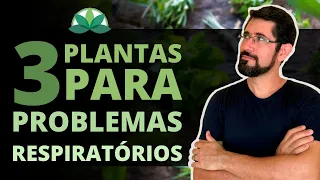 TOP 3 - As plantas preferidas do PULMÃO!