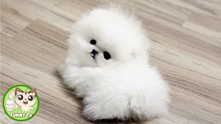 Funny and Cute Pomeranian Puppies Videos Compilation 😍#3