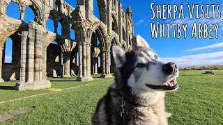 Lucky husky gets to explore one of the Dracula Castles!