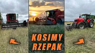 #VLOG Zaczynamy kosić rzepak/Bartuś na polu/Nocne manewry/ deszcz przerywa robotę /MF 7244 Activa