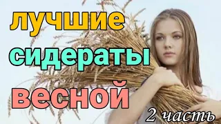 СИДЕРАТЫ. Какие сидераты сеять весной, горчица, фацелия, овес. часть 2