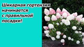 Посадка саженцев гортензии весной- все тонкости!