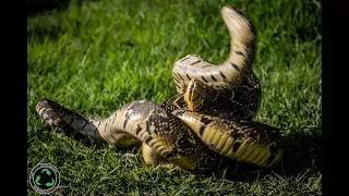 Epic Snake Fight: Puff Adder Vs Puff Adder