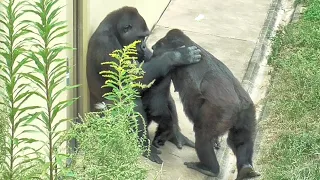 Kiyomasa's gentle hands convey his love for his mother. Shabani, Gorilla, Silver back.