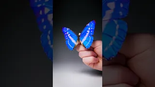 My Bluest Butterfly