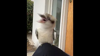 Slow motion Kookaburra shaking head 😍🐦 SO CUTE  #kookaburra #shorts  #birds #blessed