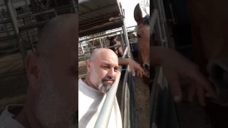 Horse attacks man