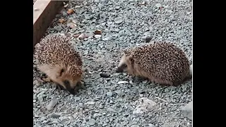 Hedgehogs - Love is in the air