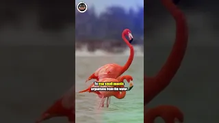 You Won't Believe how Flamingos Eat! #shorts #animals