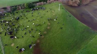 Cow Time Lapse