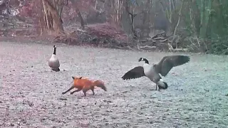 Fox chases geese, geese chase fox!