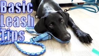 Leash Walking Tips  |  Dog Scared of Leash?