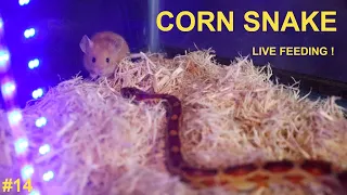 LIVE FEEDING - Corn Snake has to CHASE and HUNT DOWN a mouse after missing his first strike !