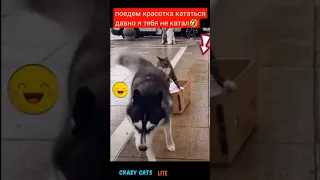 🐈Забавные котики и собачки😹Fun super build#shorts