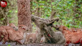 Aghast! Deer Trying  Escape Dhole Attacked