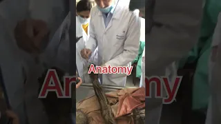 Anatomy practical|| #trending||#information||#russia|| #mbbs||#viral|| #mbbsinrussia||#vlog||#SUSMU