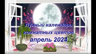 Лунный календарь комнатного цветовода на апрель 2024 года