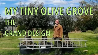 My Tiny Olive Grove and Citrus Garden Olive Tree Care