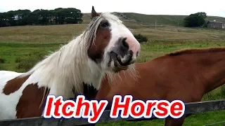 Itchy Horse! Try not to laugh!