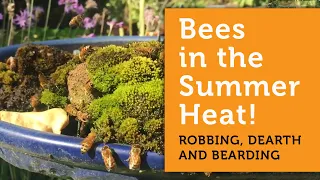 What Bees Do When It's Hot & How the Beekeeper Can Help - Robbing, Dearth, Bearding