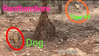 Most Rare Tiger Attacking Dog but he Escaped. Aishwarya T99 try to catch Dog