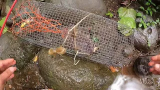 Catch Freshwater PRAWNS in Hawaii.