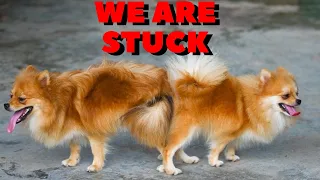 Why Do Dogs Get Stuck Together During Breeding?