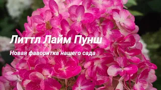 Литтл Лайм Пунш. Новая фаворитка нашего сада