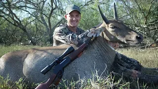 MY FIRST TEXAS NILGAI!