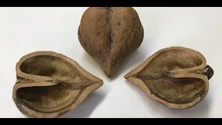 Growing Heartnuts (Japanese Walnuts)