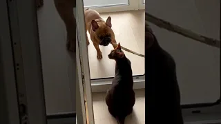 Особые отношения! Французский бульдог и кошка. #frenchbulldog #puppy