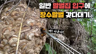 산길에 있는 말벌본진에 장수말벌 데리고 가보기