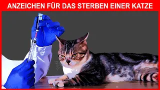 5 Warnzeichen, dass Ihre Katze stirbt