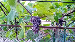 юпитер место изабеллы🍇👍