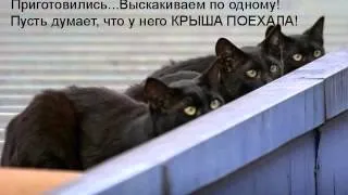 Котоматрицы.wmv