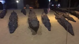Croc mummies