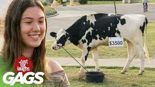 Girlfriends Risk Their Relationships To Buy A Cow