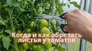 ОБРЕЗКА ЛИСТЬЕВ У ТОМАТА, КОГДА И КАК ЭТОТО ДЕЛАТЬ И ДЛЯ ЧЕГО ЭТО НУЖНО