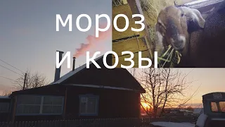 Жизнь в рязанской глубинке. Морозы  и как живут козы зимой.