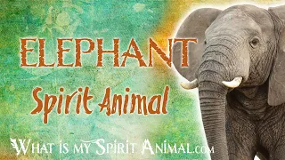 Elephant Spirit Animal | Elephant Totem & Power Animal | Elephant Symbolism & Meanings