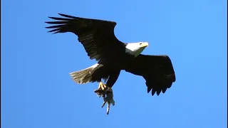 2023-06-05  Redmond bald eagle (female) brings mammal (baby coyote?) to nest.