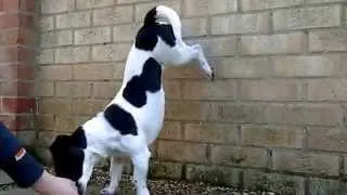 Amazing Dog Tricks by JRT Jack!