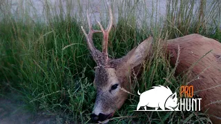 Roebuck hunting in Poland / Chasse au chevreuil en Pologne (prohunt.eu)